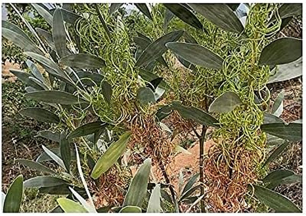 Stk - 20X Acacia Holosericea Akazien Acacieae Sträucher Garten Pflanzen - Samen ID267 -