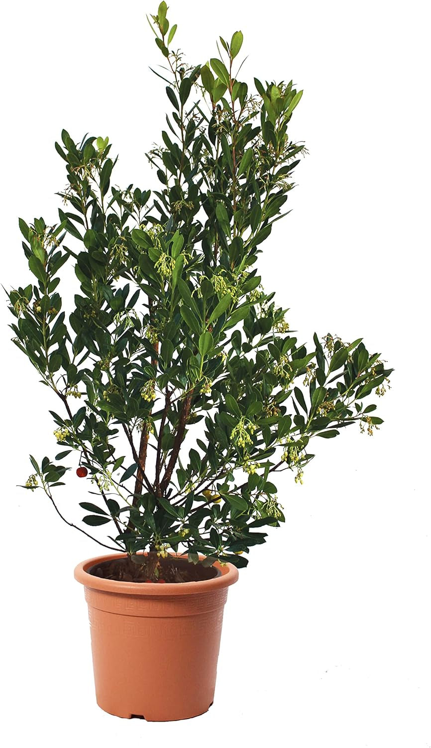 KENTIS - Jordbær (Arbutus unedo) – Hårdføre planter til haven – Stedsegrønne, ægte plante – Højde 80-100 cm, potte Ø 24 cm