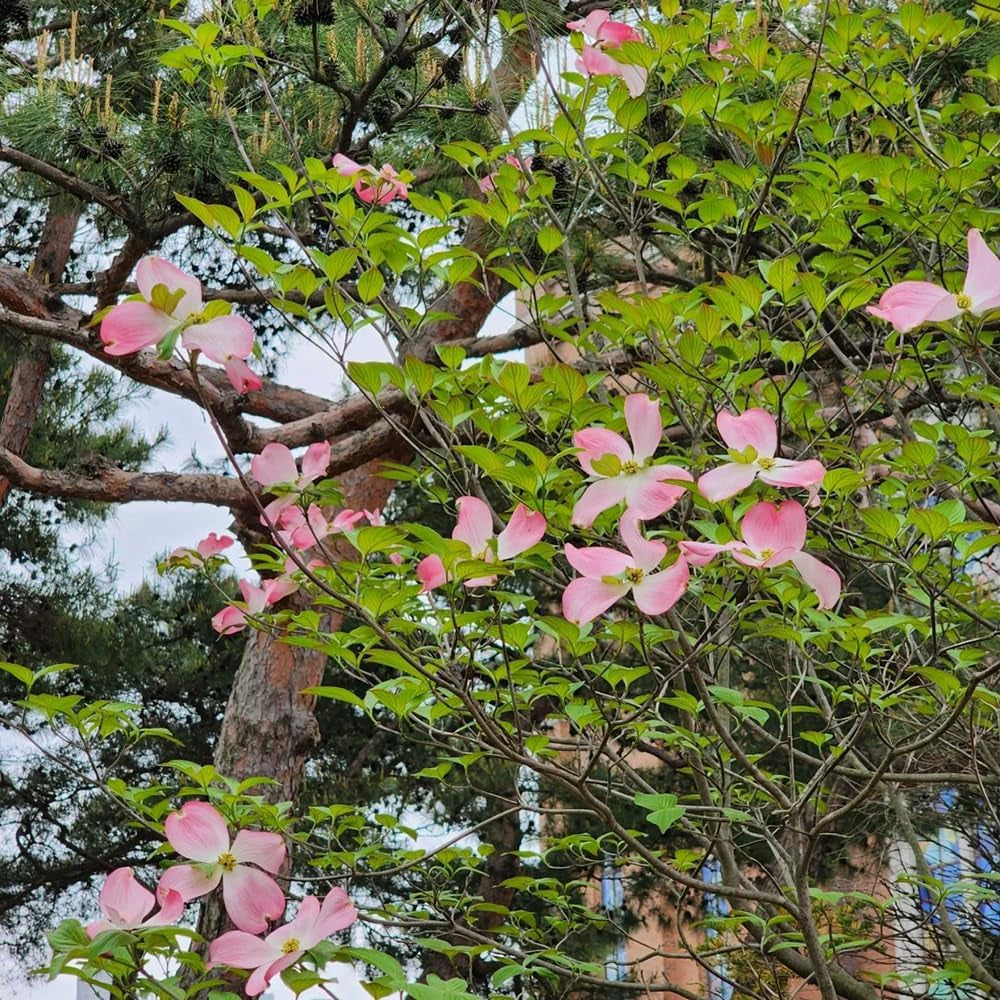 Cornus Kousa, Exotische Hartriegel, Blühende Sträucher Winterhart Balkon Alte Sorten Balkonpflanzen 150Samen