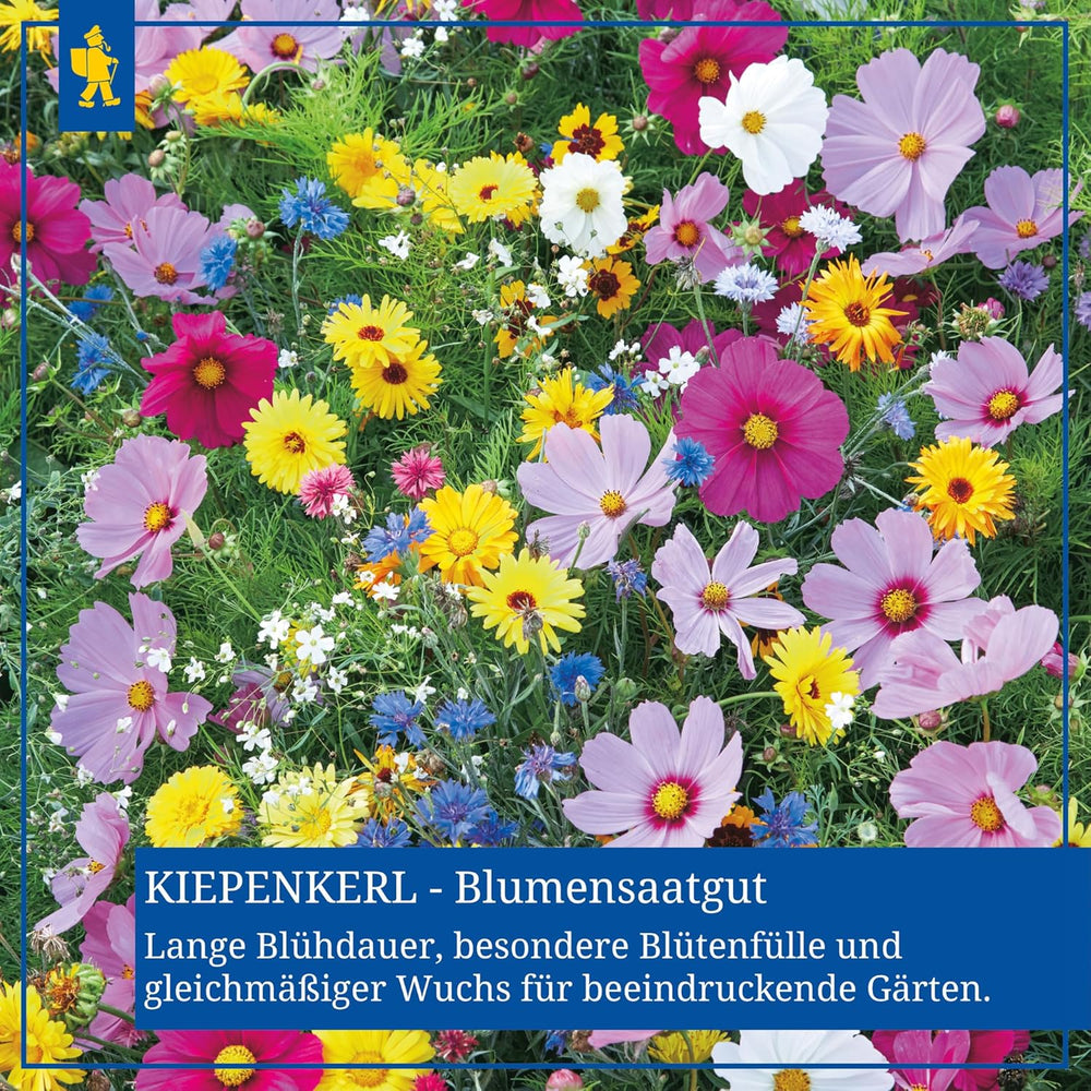 Zinnien Dahlienblütige Mischung