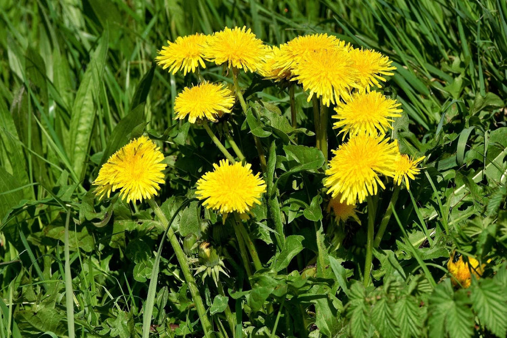 SAFLAX - BIO - Mælkebøtte - 400 frø - Taraxacum officinale