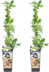 Bloomique - 2X Vaccinium Corymbosum 'Goldtraube' - Blaubeerpflanze - Obstpflanzen - Gartenpflanzen - Winterhart - ⌀14 Cm - Höhe 60-70 Cm