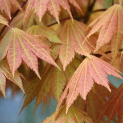 Bloomique - Acer Shirasawanum Moonrise - Japanischer Ahorn - Gartenpflanzen - Winterhart - 50-70 Cm Hoch - Topf 19 Cm