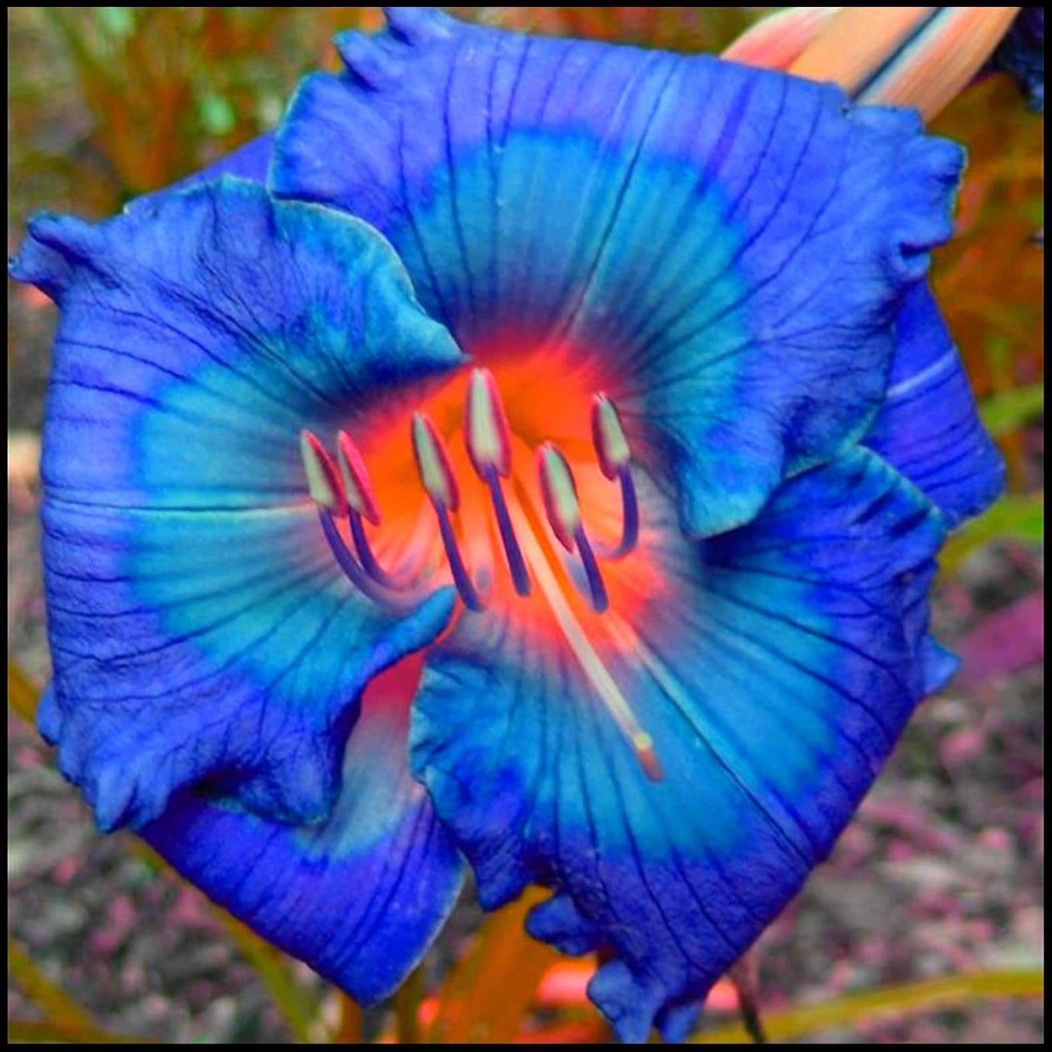 Blomsterløgblanding, Mystery Magic Bulb, Hårdfør plantning, Vinterhårdfør flerårig blomsterløg, Hårdføre løg - 3 orkidéløg