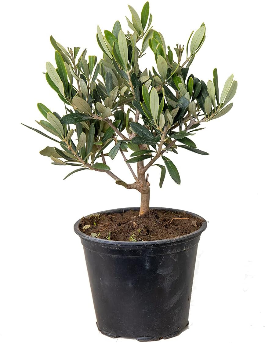Bloomique - Olea Europaea - Olivenbaum Echt - Gartenpflanzen Winterhart - Höhe 80-90 Cm - Topf 19 Cm