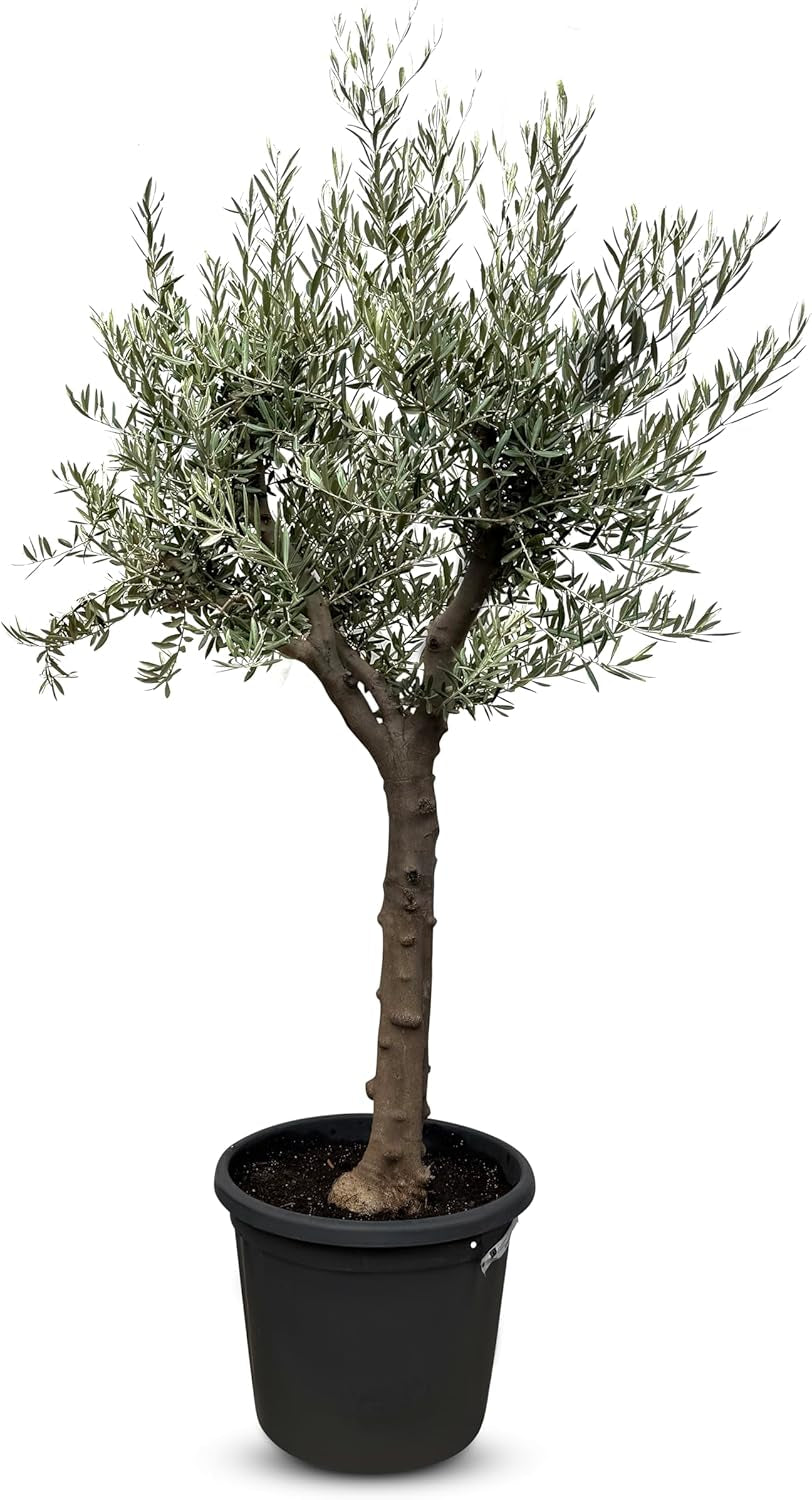 Sunny Tree Olivenbaum Olive '25 Jahre' 160 Cm, A+ Qualität, Winterhart, Olea Lechin Winterhart -18