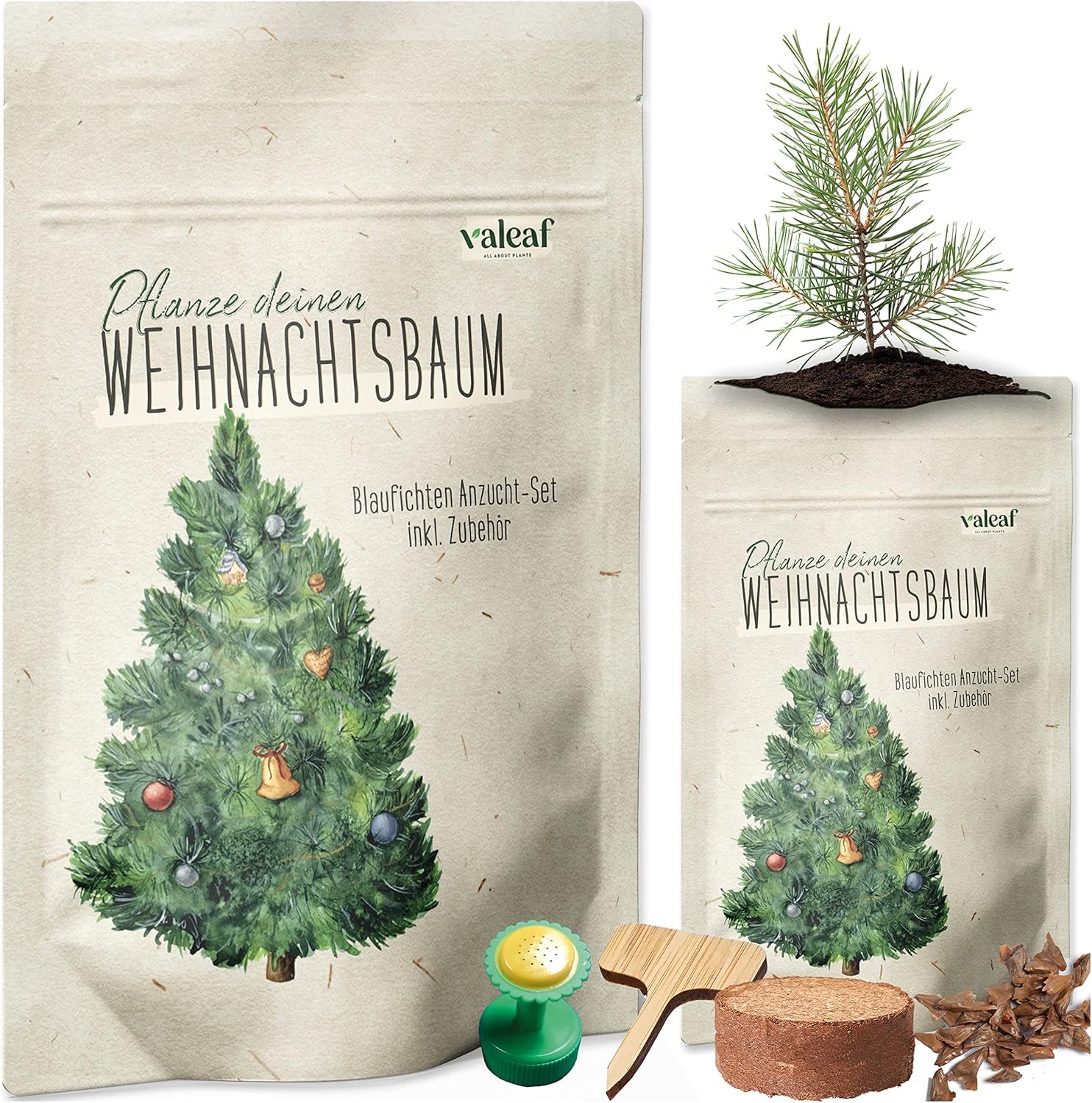 Weihnachtsbaum Anzucht Set I Tolle Geschenk-Idee, Wichtelgeschenke Weihnachten, Nikolausgeschenke Und Garten Geschenke I Weihnachtsbaum Aus Der Dose (Blaufichte 3)