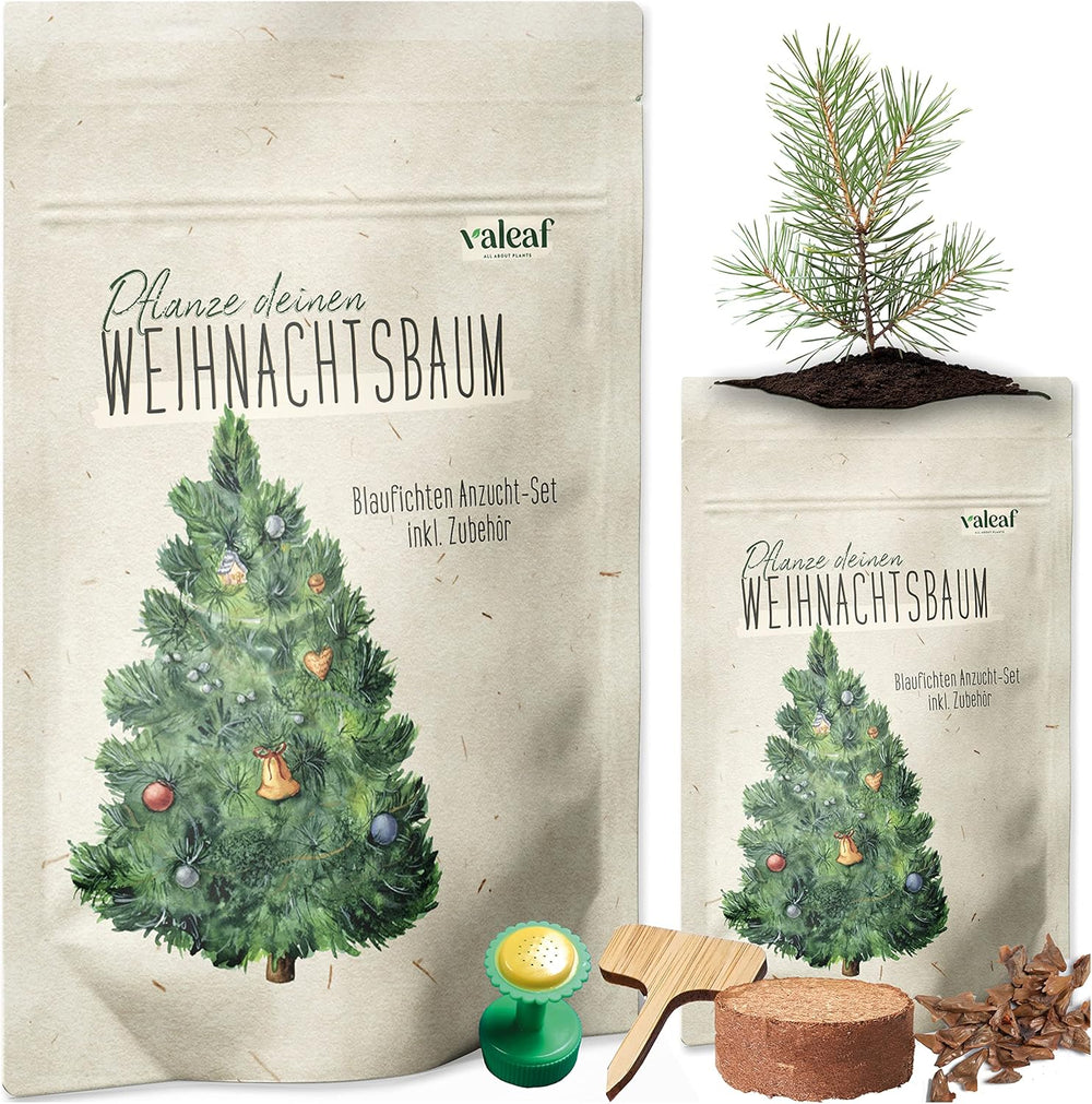 Weihnachtsbaum Anzucht Set I Tolle Geschenk-Idee, Wichtelgeschenke Weihnachten, Nikolausgeschenke Und Garten Geschenke I Weihnachtsbaum Aus Der Dose (Blaufichte 3)