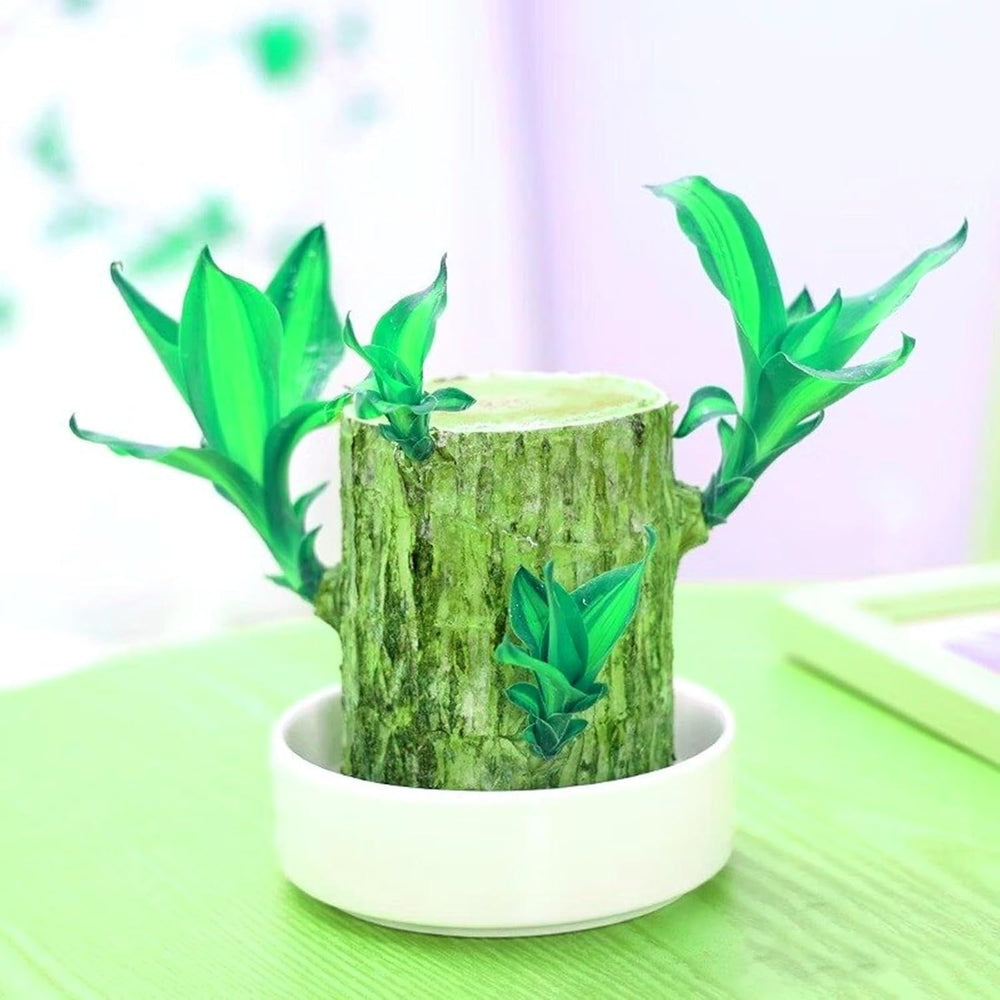 Blomsterløgblanding, Mystery Magic Bulb, Hårdfør plantning, Vinterhårdfør flerårig blomsterløg, Hårdføre løg - 3 orkidéløg