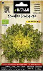 Bio Samen - Endivie Gekräuselt - Moss Curled (300 Samen - Bio)