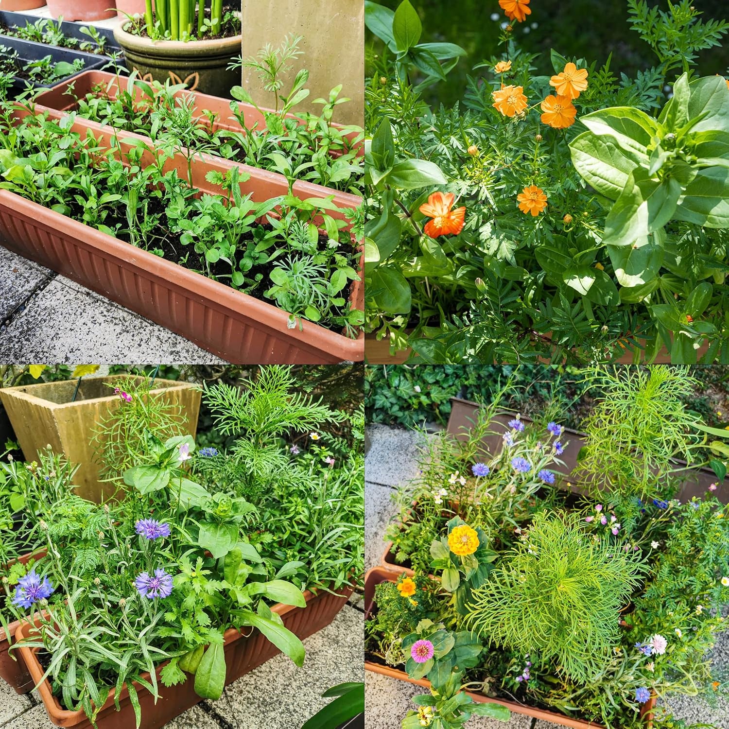 Farverig balkonblomstblanding - 2 premium balkonblomstfrømåtter Let at dyrke sommerblomster og vilde blomsterfrø fra egendyrkede insektvenlige etårige frø