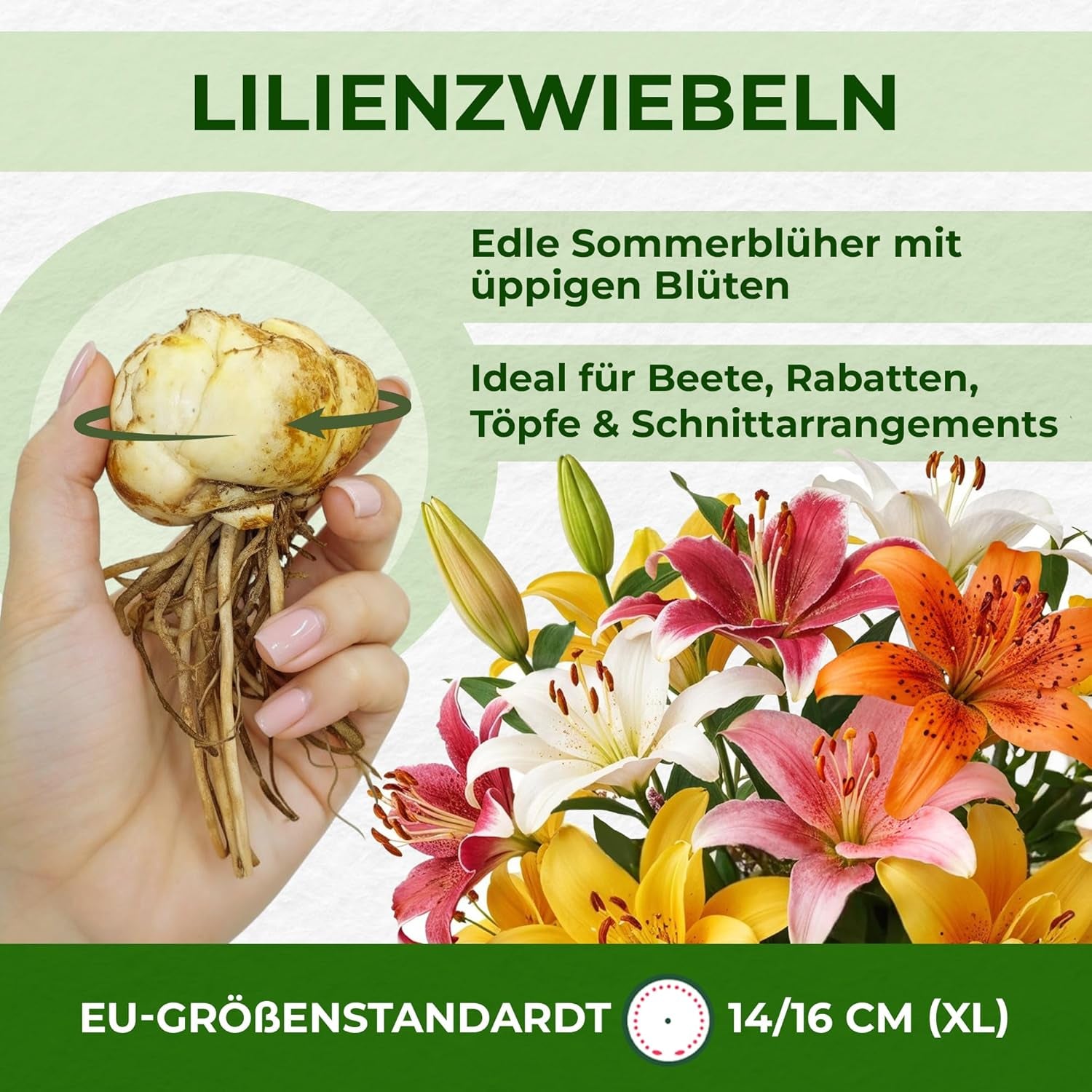 Giant Lily Bulbs Hardy Tree Collection - Hardy Blomsterløg - Pakke med 15 i 5 sorter og farver - Holland Mix til haveplantning (ikke frø, ikke kunstige)