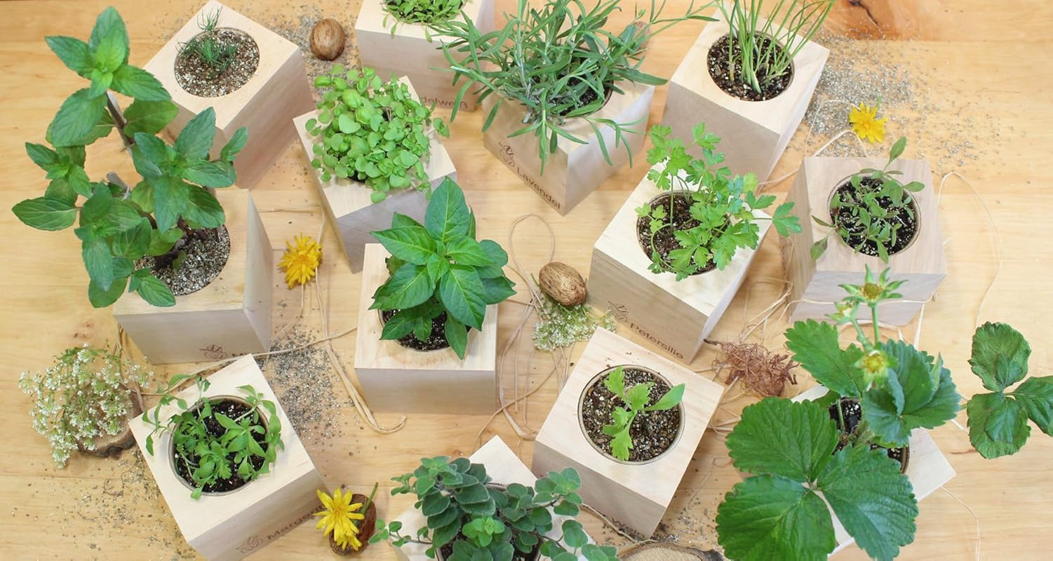 Feel Green Message Cube, Holzwürfel Mit Lasergravierter Glücksbohne"Danke", Nachhaltige Geschenkidee, 100% Eco Friendly, Anzuchtset, Made in Austria