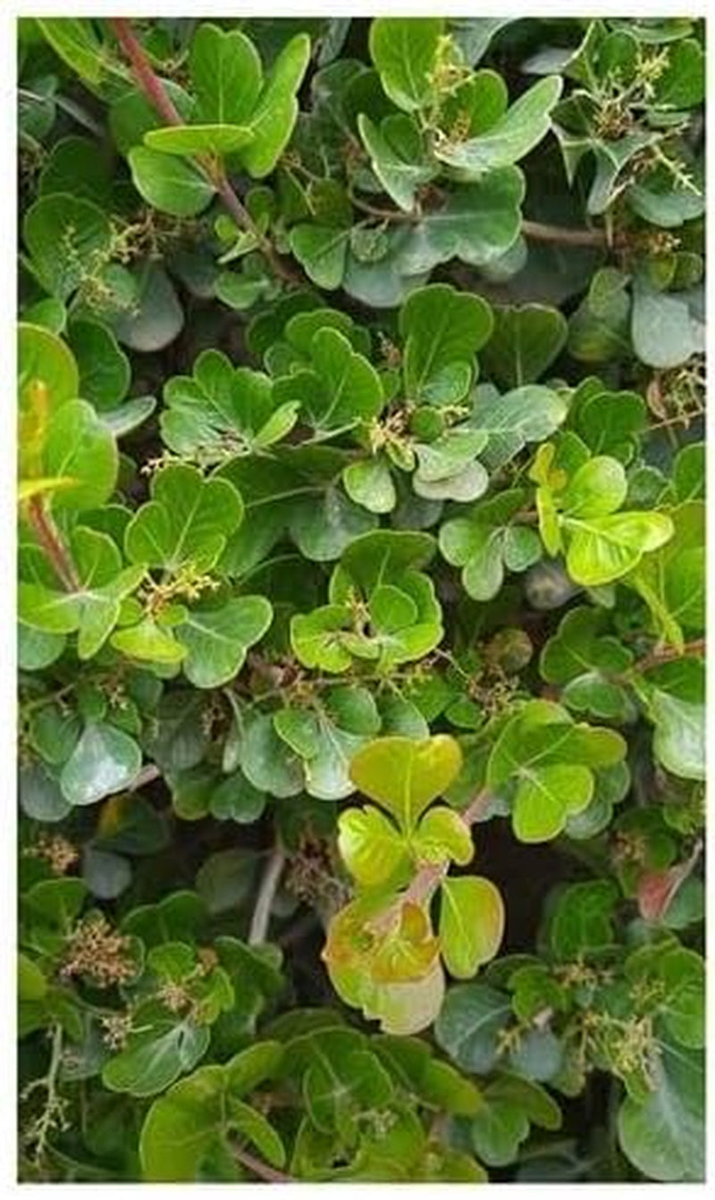 Stk - 10X Rhus Glauca Blaue Kuni-Rhus Strauch Garten Pflanzen - Samen ID1549 -