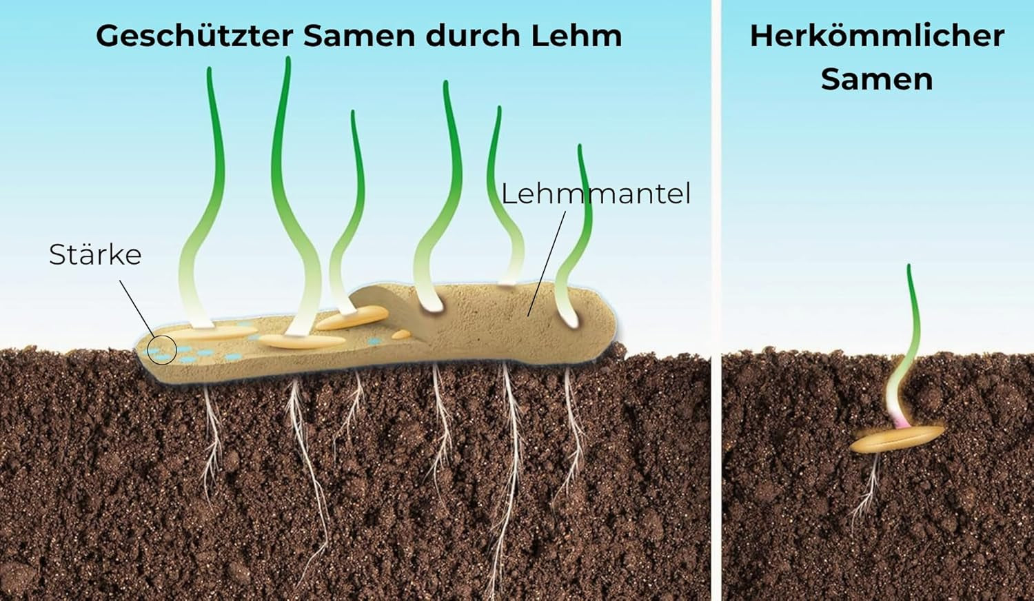 Blomsterfrø i beskyttende lerbelægning til bier og sommerfugle, 400g. Flerårige og vinterhårdføre planter, der skaber et blomstrende landskab på 20 m². Smukke vilde blomsterfrø til en farverig bi-græsgang. Gave til børn.