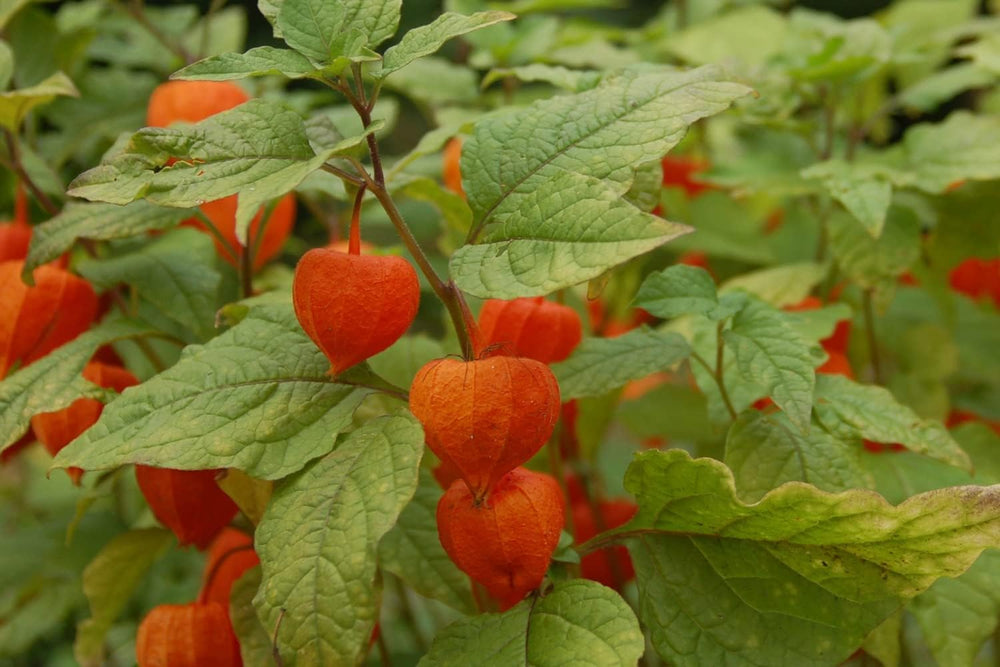 SAFLAX - Kapstachelbeere/Andenbeere - 100 Samen - Physalis Peruviana