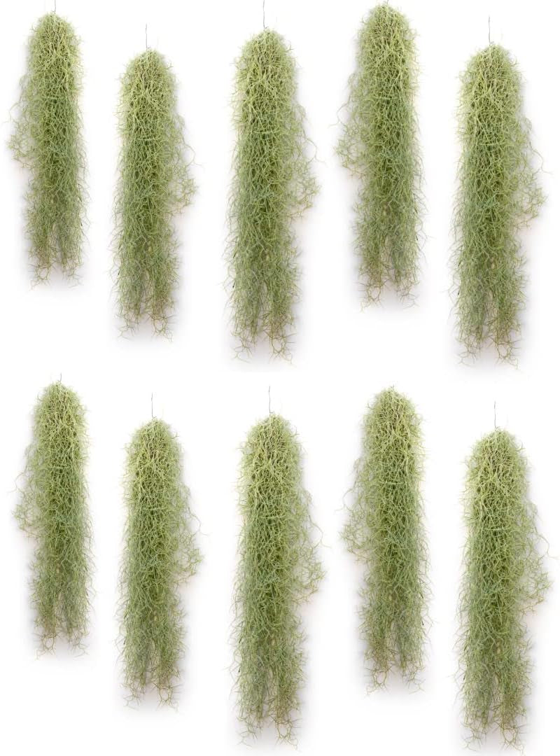 Air Plant Tillandsien Usneoides - Feenhaar Weiß - Tillandsien Hängend – Hängepflanze – Hängedeko - Luftpflanzen Hängend - Feenhaar Weiß - Pflanze Ohne Erde (1, 20-30 Cm)