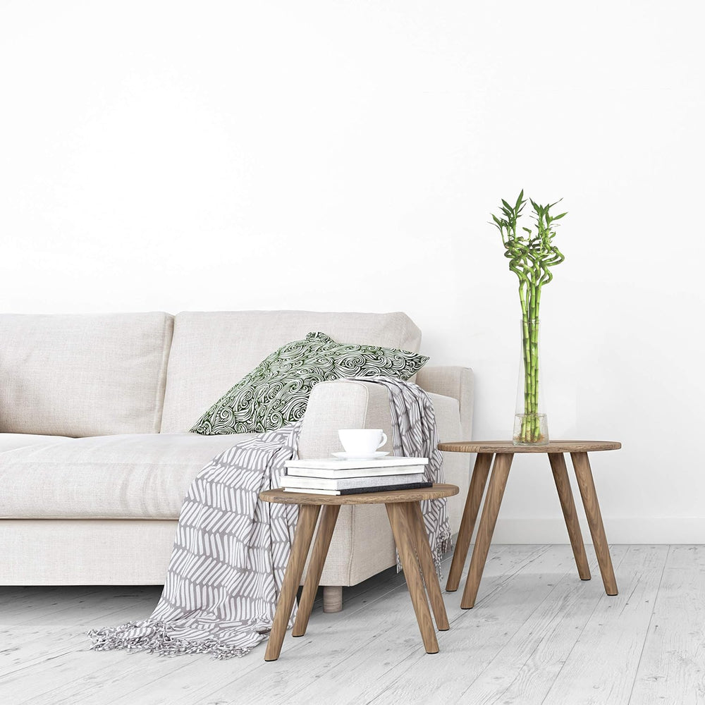 5X Lucky Bamboo Glücksbambus - 50Cm GEDREHT - Spiral in Verschiedenen Groessen - Zimmerbambus Gluecksbambus Zimmer Deko Bam Boo Dracaena Sanderiana Zimmerpflanze