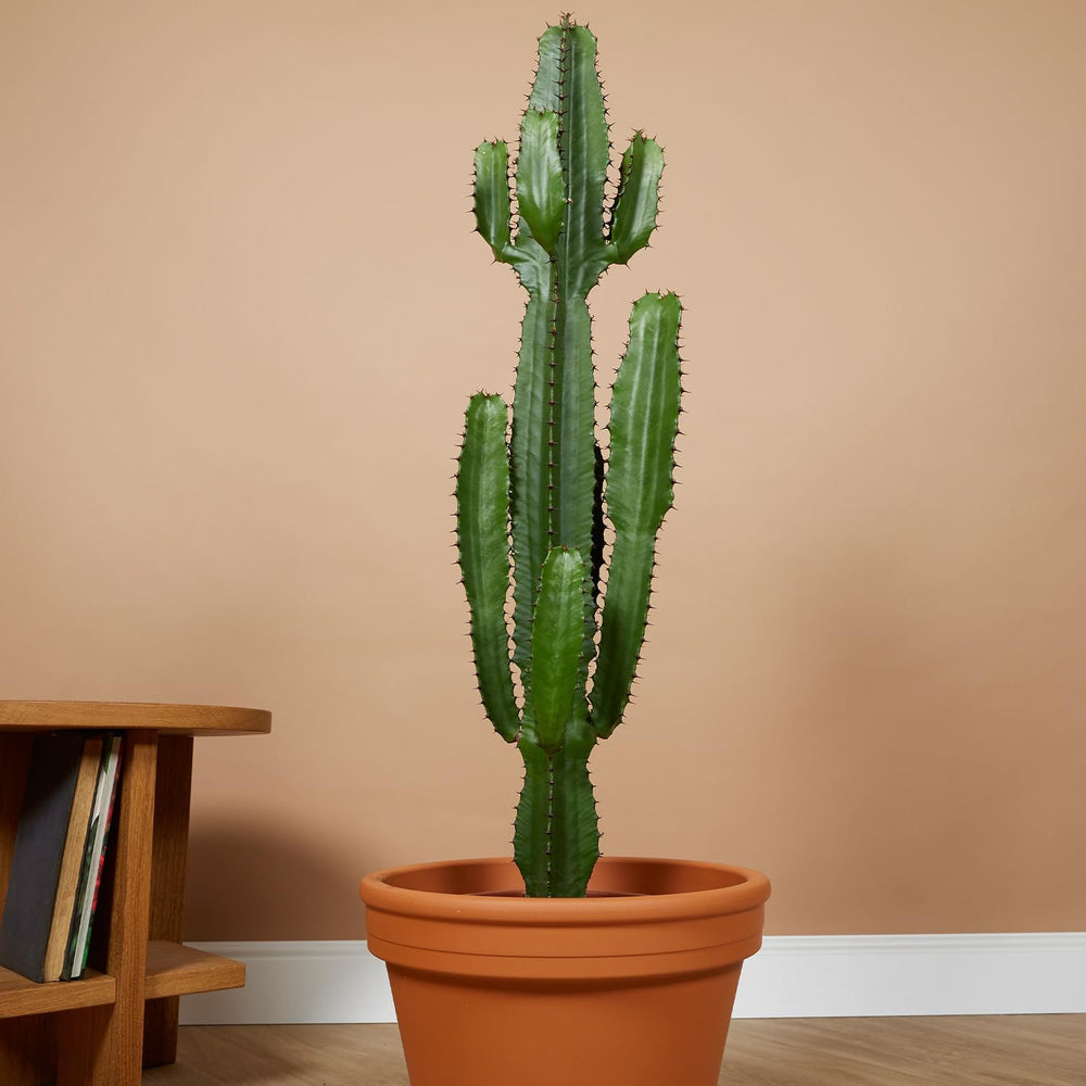 Bloomique - Euphorbia Acrurensis - Cowboy Kaktus - Sukkulenten - Zimmerpflanzen - Sehr Pflegeleicht - Höhe 80-100 Cm - Topf 24 Cm