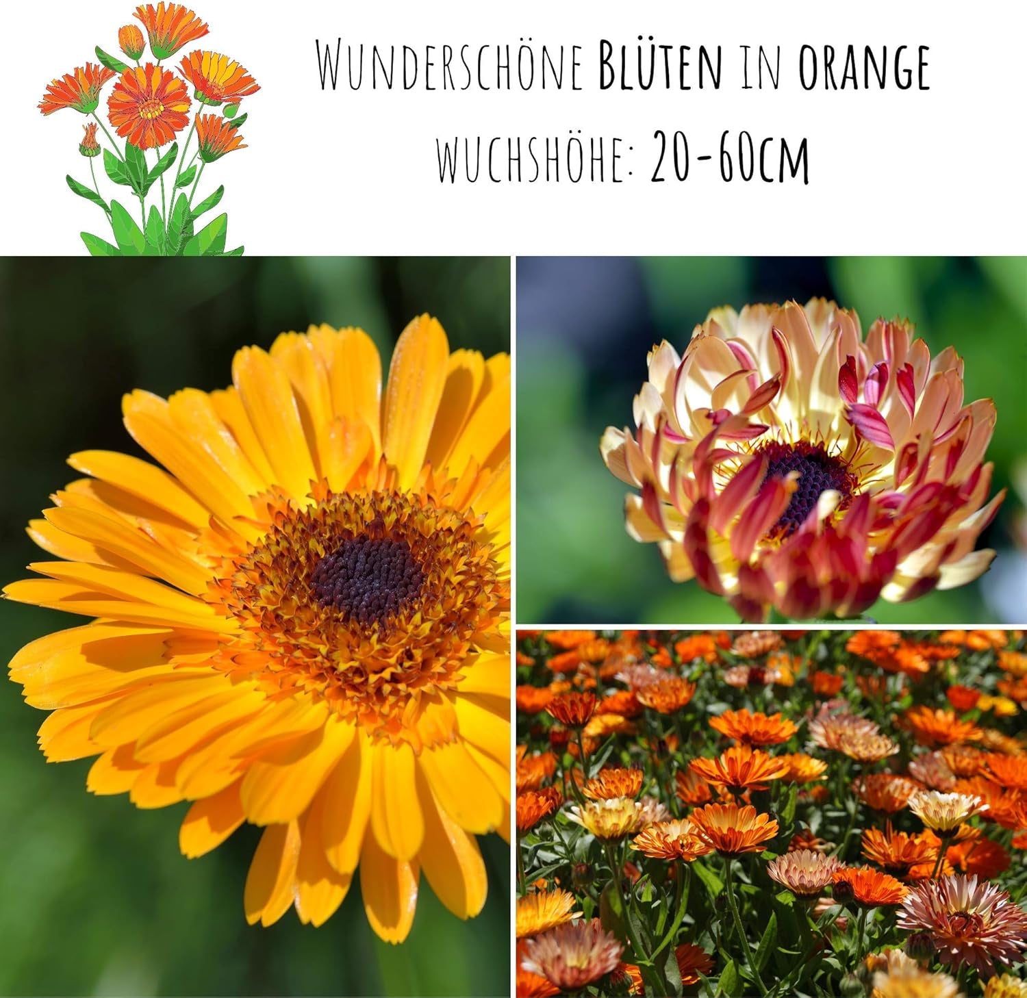 Calendula frø (Calendula officinalis) - Alsidig lægeplante med spiselige blomster og ideel til en farverig blomstereng (Abendrot)
