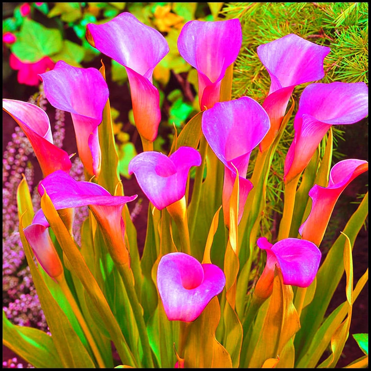 Blomsterløgblanding, Mystery Magic Bulb, Hårdfør plantning, Vinterhårdfør flerårig blomsterløg, Hårdføre løg - 3 orkidéløg