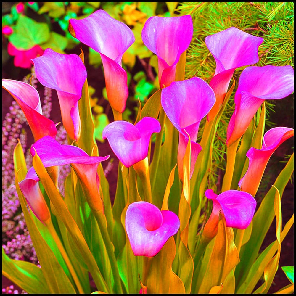 Blomsterløgblanding, Mystery Magic Bulb, Hårdfør plantning, Vinterhårdfør flerårig blomsterløg, Hårdføre løg - 3 orkidéløg