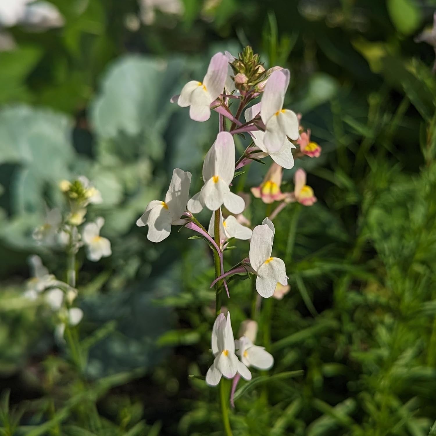 Marokkansk hør (Linaria maroccana) ca. 2000 frø af enårig sommerblomst, langblomstrende afskårne blomst