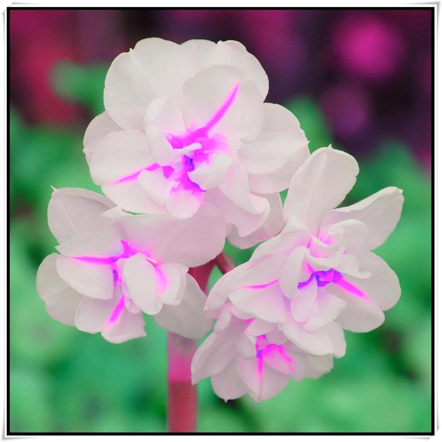 Blomsterløgblanding, Mystery Magic Bulb, Hårdfør plantning, Vinterhårdfør flerårig blomsterløg, Hårdføre løg - 3 orkidéløg