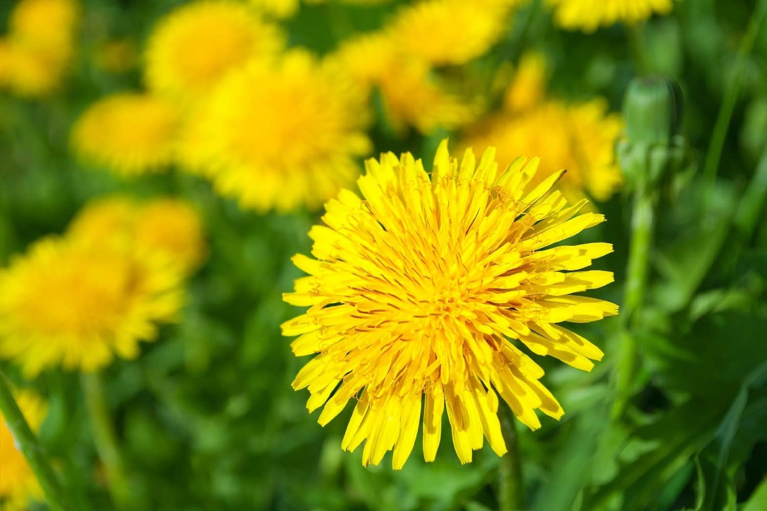 SAFLAX - BIO - Mælkebøtte - 400 frø - Taraxacum officinale