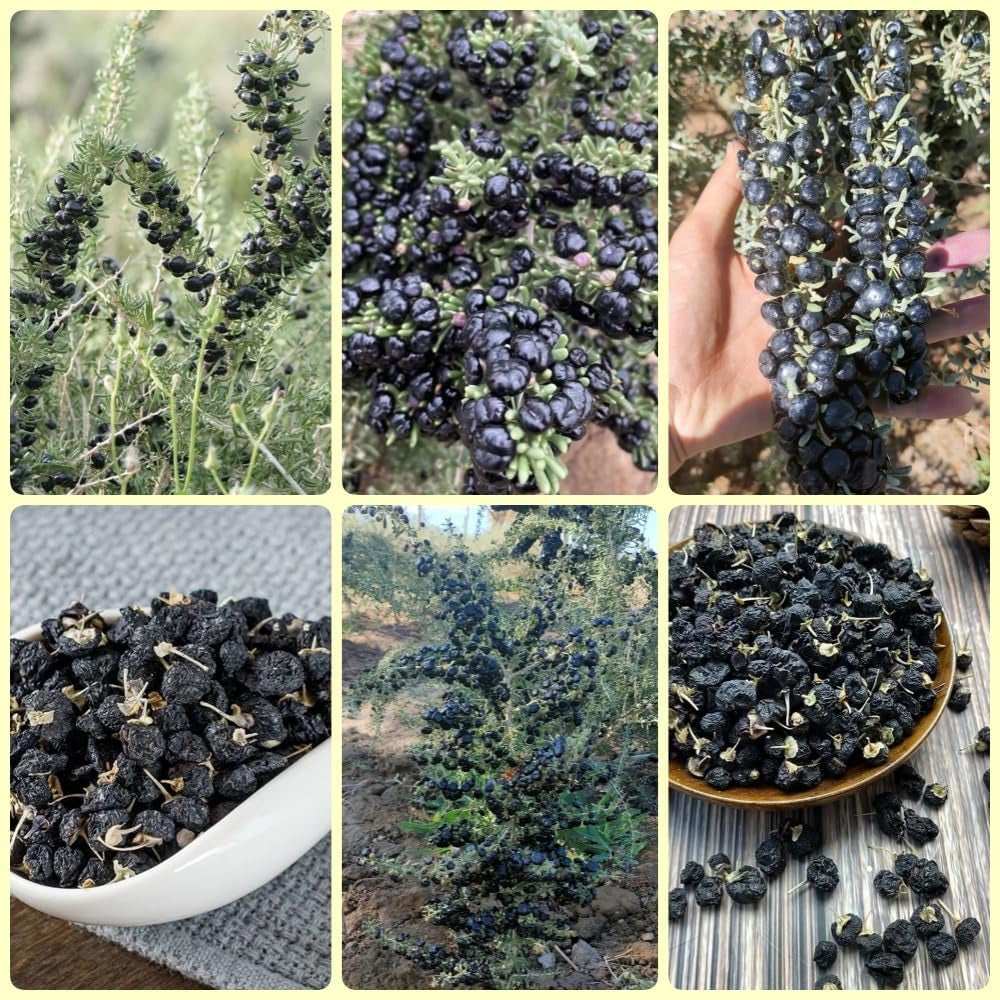 Schwarz Goji Beeren, Garten Geschenk, Pflanzensamen Wolfsbeere, Lycium Ruthenicum, Bodendecker Gartenkräuter Goji Beeren Winterhart Garten 250Samen