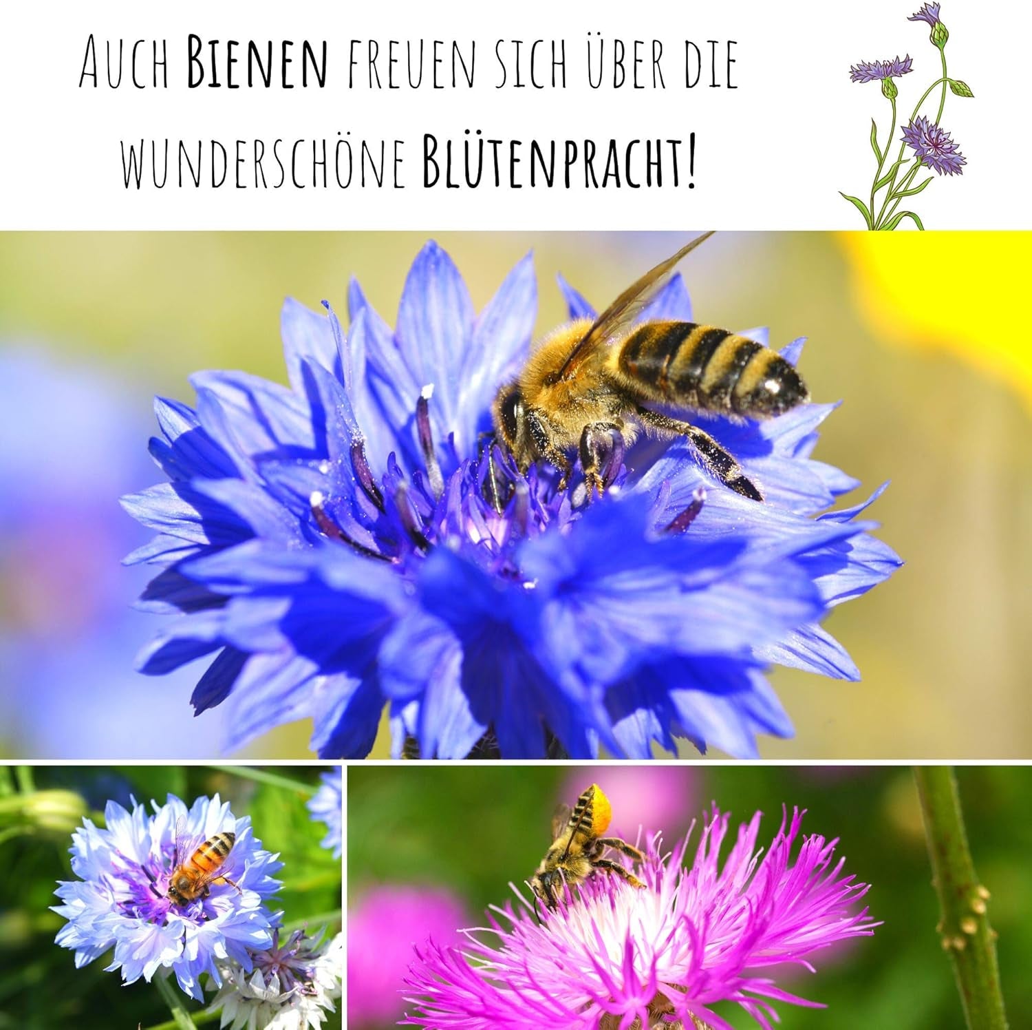 Centaurea cyanus frø - Smukke og levende blomster med en lang blomstringsperiode til en farverig blomstereng (Mix, 1000 frø, 80 cm)