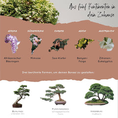 10 Bonsai frø fra 5 kontinenter | Eksotiske træfrø til din unikke bonsai | Startsæt og planteentusiaster | Vores Bonsai-sæt som en speciel gaveidé
