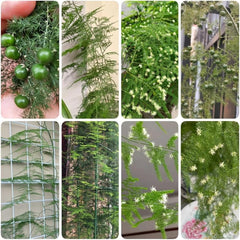 Asparagus Fern, Immergrüne Asparagus Setaceus, Balkongewächshäuser Topfpflanzen Draußen Winterhart Spargelfarn Alte Sorten Wohnzimmer Deko 85Samen