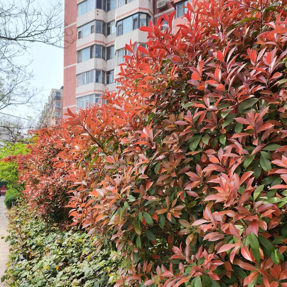 Rote Glanzmispelsamen, Red Robinsamen, Zimmerpflanzen Bio Deko Seltene, Balkon Stauden Blumengarten Steingartenpflanzen 300Pcs