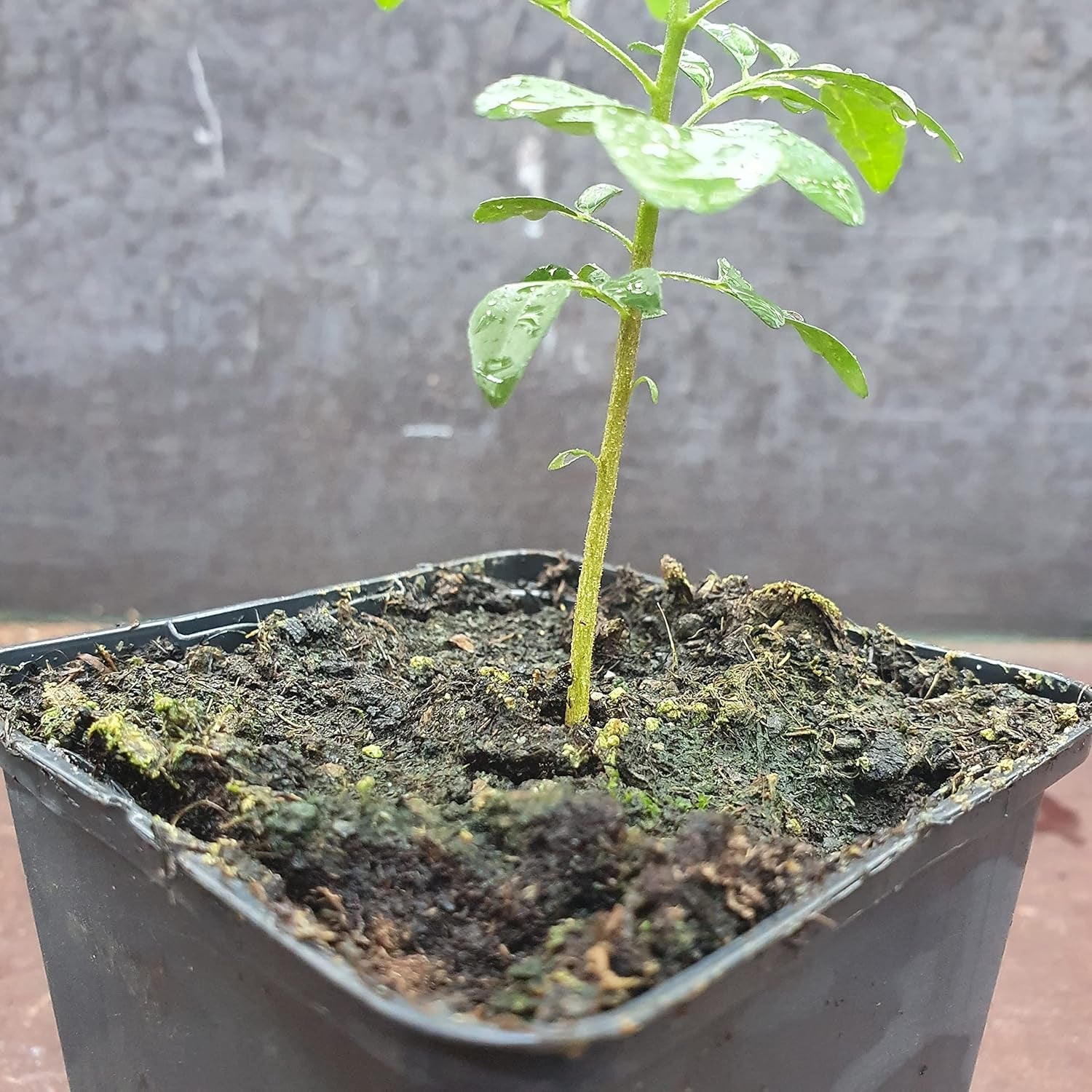 1 Curryblatt Baum | Murraya Koenigii | Aus Samen gezogen | Selten in der EU | Indische & Sri Lankische Zimmerpflanze | 10-15cm Höhe in 7cm Topf | Curry Pflanze | Bergera Koenigii