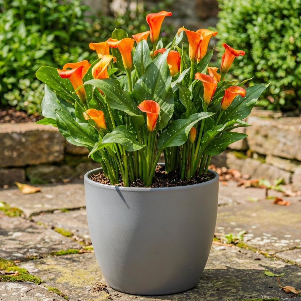 Calla Bulbs Hardy Staude - Zantedeschia Orange Passion (Orange) - 5 store blomsterløg - Ægte Hollandske planter - Til have og krukker (ikke frø, ikke kunstige)