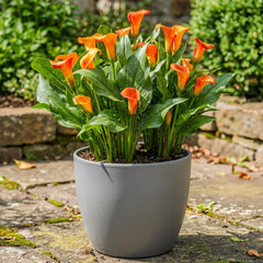 Calla Bulbs Hardy Staude - Zantedeschia Orange Passion (Orange) - 5 store blomsterløg - Ægte Hollandske planter - Til have og krukker (ikke frø, ikke kunstige)