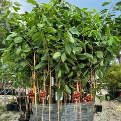 Sauerkirschbaum Amarena Montmorency – Obstpflanze Im Topf Ø 20 Cm, Höhe 150–170 Cm, Alter: 2 Jahre – Italienische Baumschule