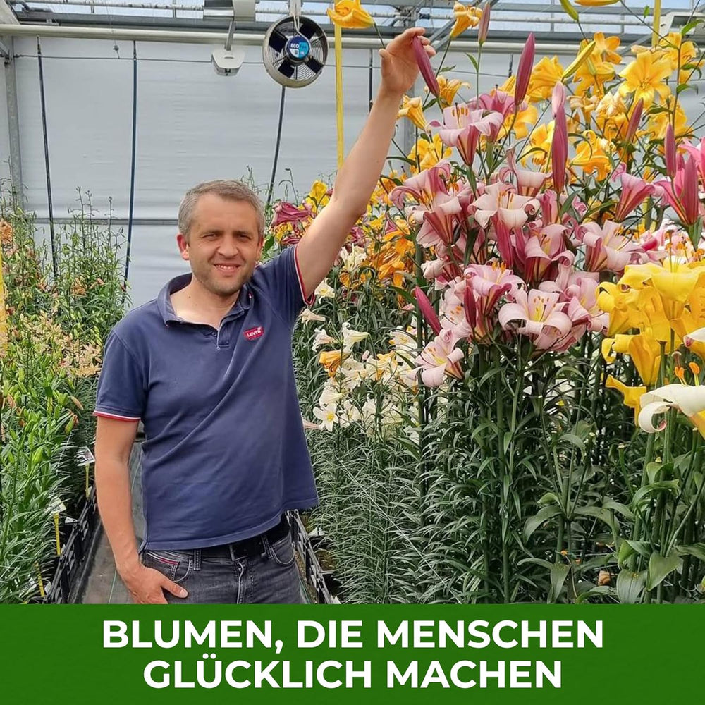 Hårdføre flerårige liljeløg - Orientalsk lotusblanding - 10 løg - Eksklusive hollandske blomsterløg - til have og krukker (store frøløse løg, ikke kunstige)