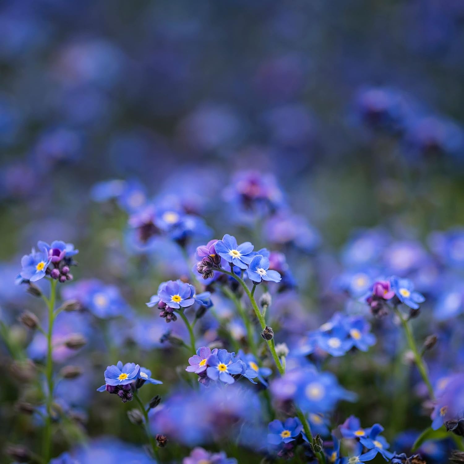 Vergissmeinnicht Samen (Myosotis) - Märchenhafte Blumen mit længere Blütezeit für das Beet, den Balkon og die Terrasse