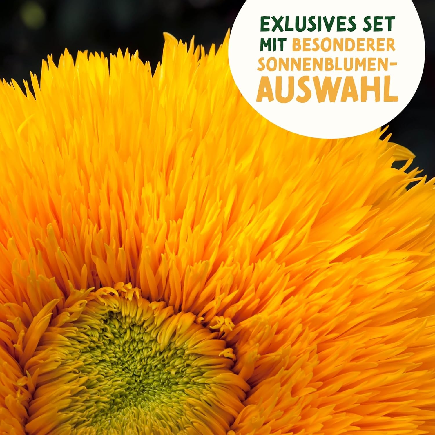 Solsikkefrøsæt - 8 varianter af solsikkefrø - Solsikkefrø i praktisk plantesæt - Sommerblomsterfrø, vildblomstblanding - Blomsterfrø til plantning