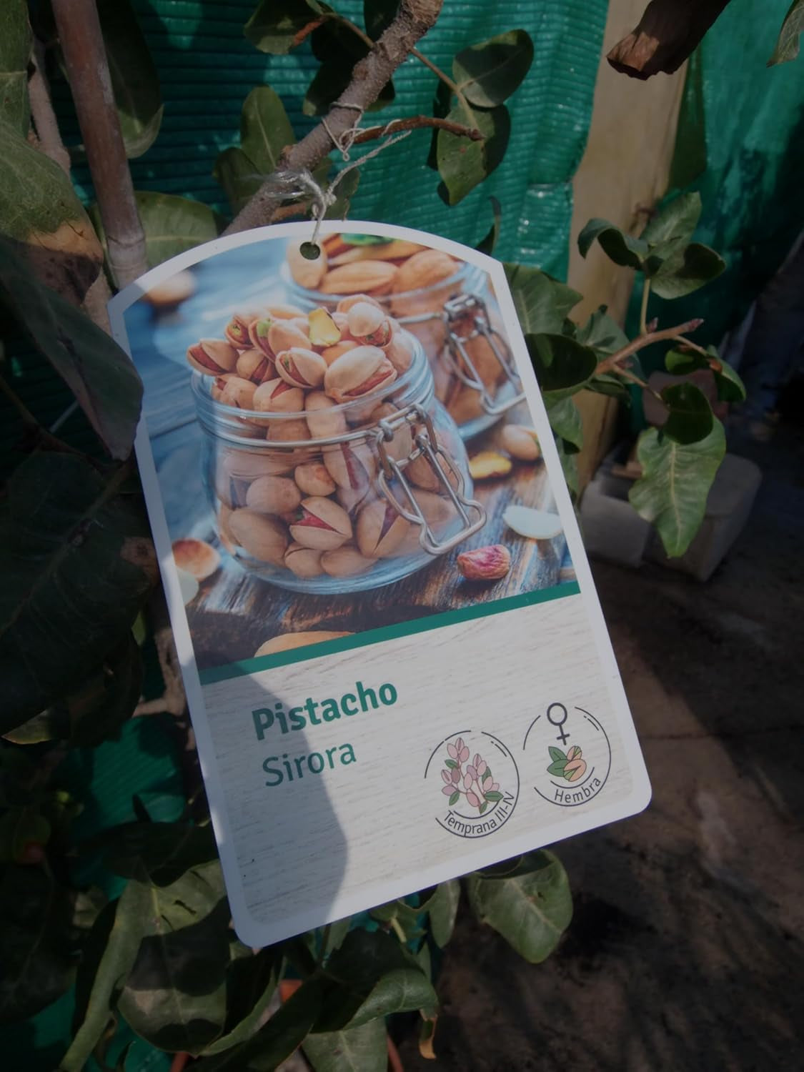 Echter Pistazienbaum (Pistacia Vera) Essbare Früchte/Eine Weibliche Pflanze