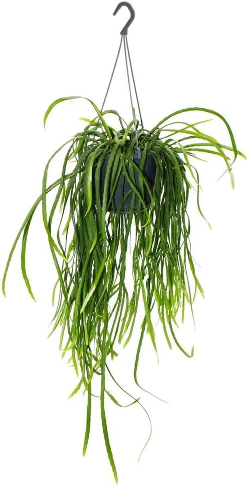 Exotenherz Hängender Kaktus - Lepismium Bolivianum - Pfeiffera - Stachelloser Blattkaktus - 15Cm Ampeltopf