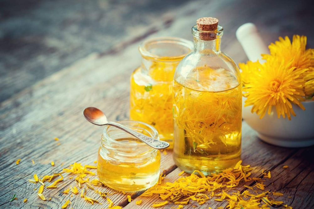 SAFLAX - BIO - Mælkebøtte - 400 frø - Taraxacum officinale