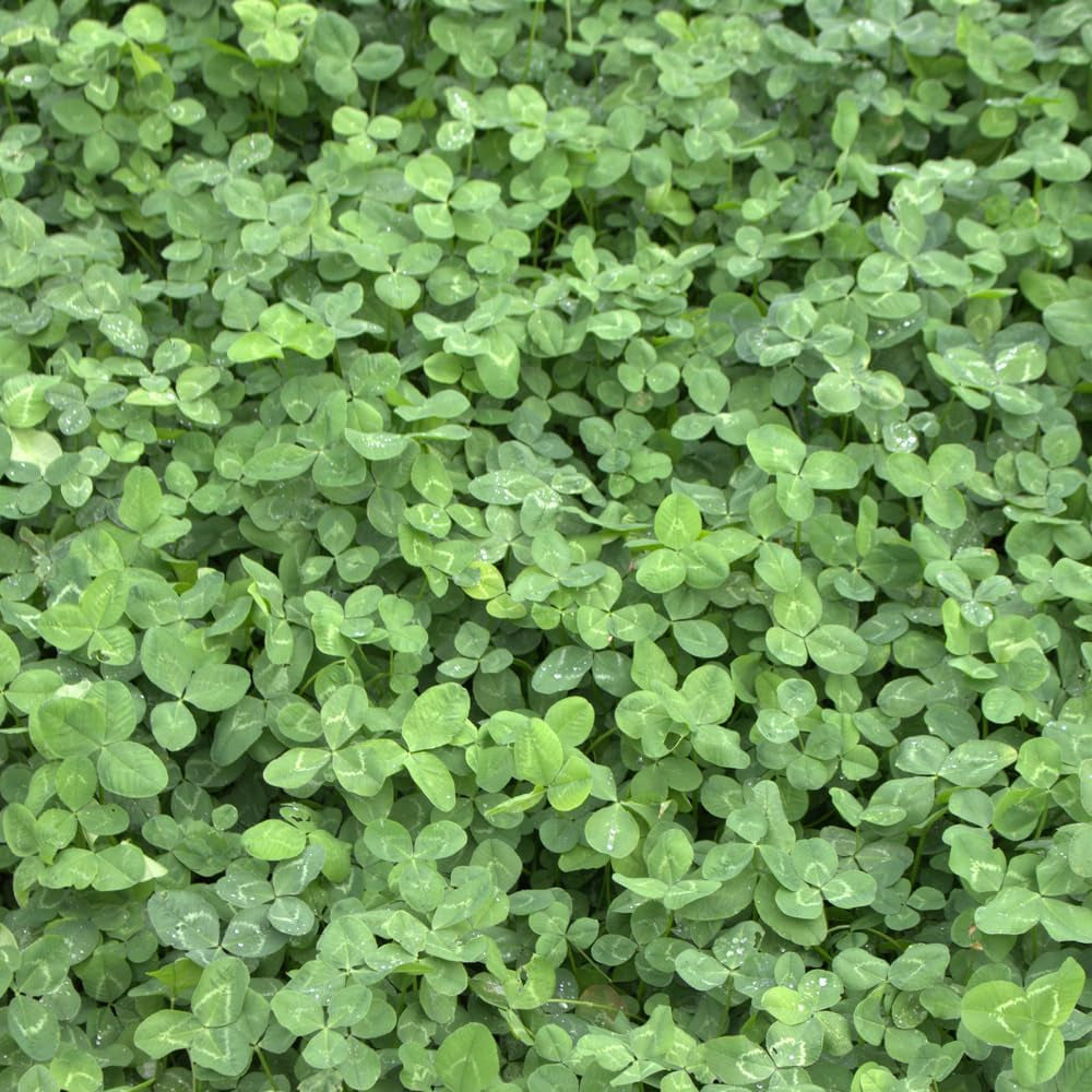R&R SHOP - Rasensamen, Mikro-Klee Trifolium Repens, Kein Mähen Erforderlich, Begehbar Und Bodendecker (200G – 50M²)