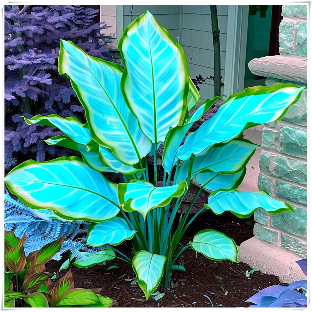 Blomsterløgblanding, Mystery Magic Bulb, Hårdfør plantning, Vinterhårdfør flerårig blomsterløg, Hårdføre løg - 3 orkidéløg