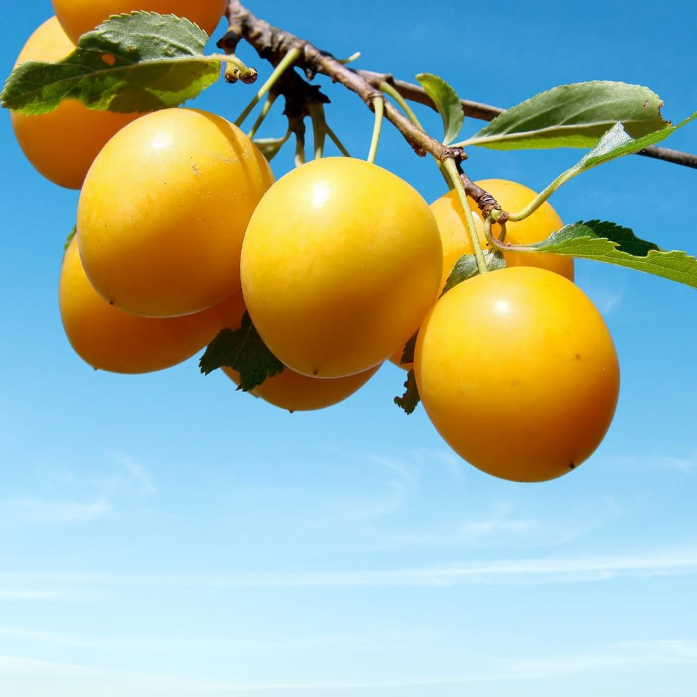 Pflaumenbaum TC Sun - Obstpflanze Topf Ø 24/26 Cm - Max. Wuchshöhe 180 Cm – Alter: 4 Jahre - Italienische Baumschule