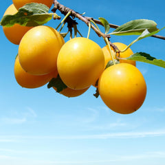 Pflaumenbaum TC Sun - Obstpflanze Topf Ø 24/26 Cm - Max. Wuchshöhe 180 Cm – Alter: 4 Jahre - Italienische Baumschule