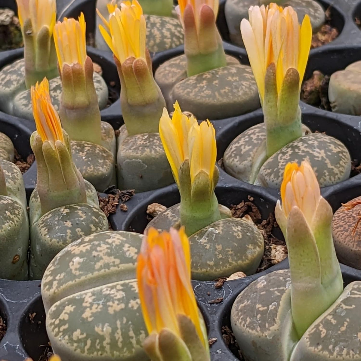 Lithops Lesliei - Sunnyplants, Seltene Lithops, Lithops Pflanzen, Lebende Stein Sukkulenten, Lebende Steinpflanzen, Lebende Steine, Lithops