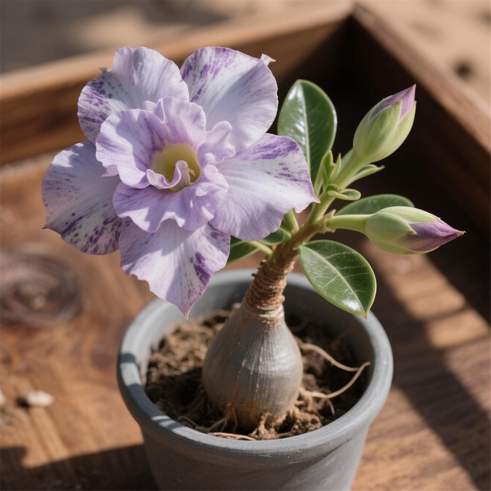 Lebende Pflanzen,Winterhart pflanzen, Mehrjährige Blumenzwiebel ist winterhart, Mysteriöse magische Glühbirne, Blumenzwiebel Mix,3 år-1 Wüstenrose knollen -I